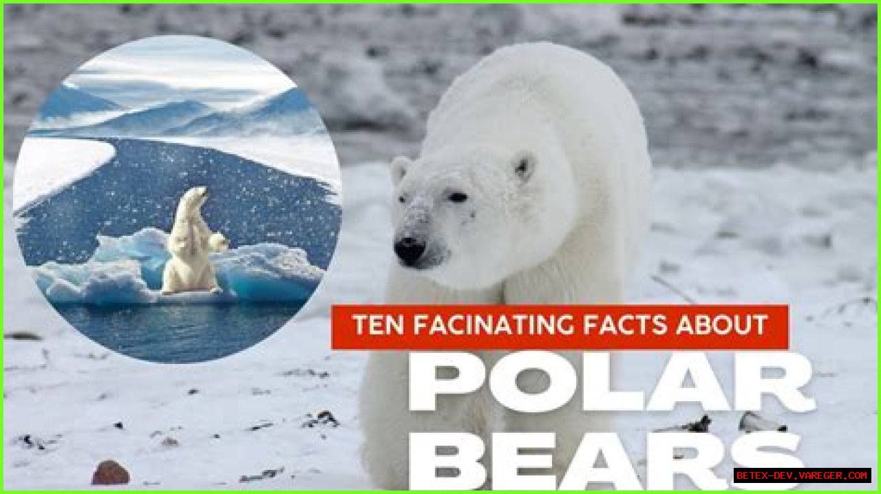 Discovering The Marvels Of Polar Bears In Arlington: A Comprehensive Guide